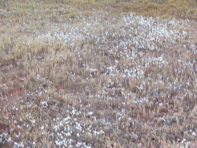 A bed of thirsty flowers marks the spot