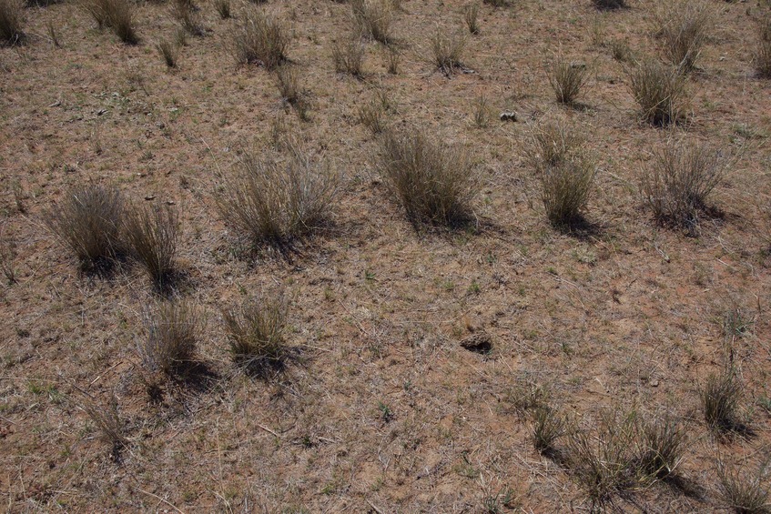 The confluence point lies in dry grassland, used for grazing cattle