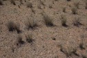 #5: The confluence point lies in dry grassland, used for grazing cattle