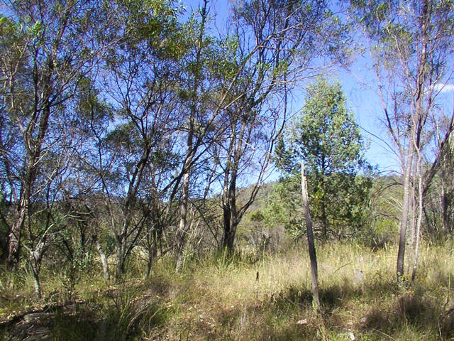 View from the confluence