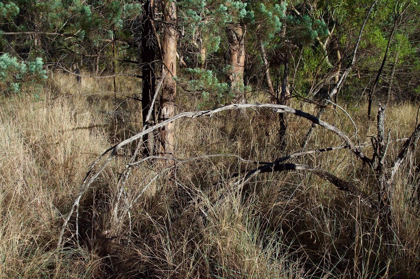 The confluence point lies in this thicket