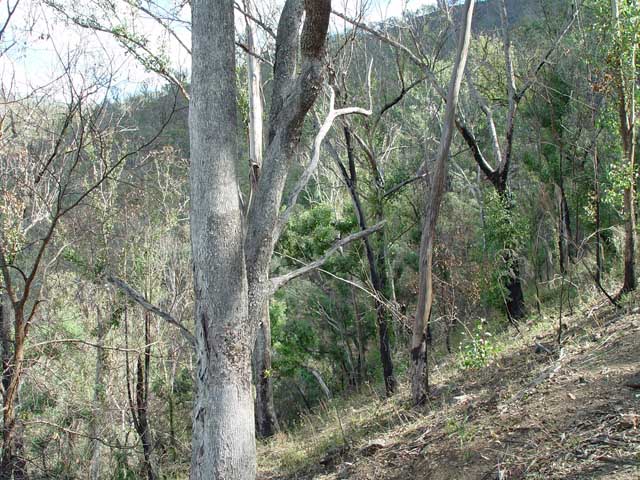 A view of the confluence spot looking east, the incline of the ravine clearly visible.