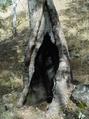 #3: A possible aboriginal canoe tree encountered when scrambling the last 500 metres. The twisting of the tree indicates that if it was used to make a  canoe, it was done many years ago.