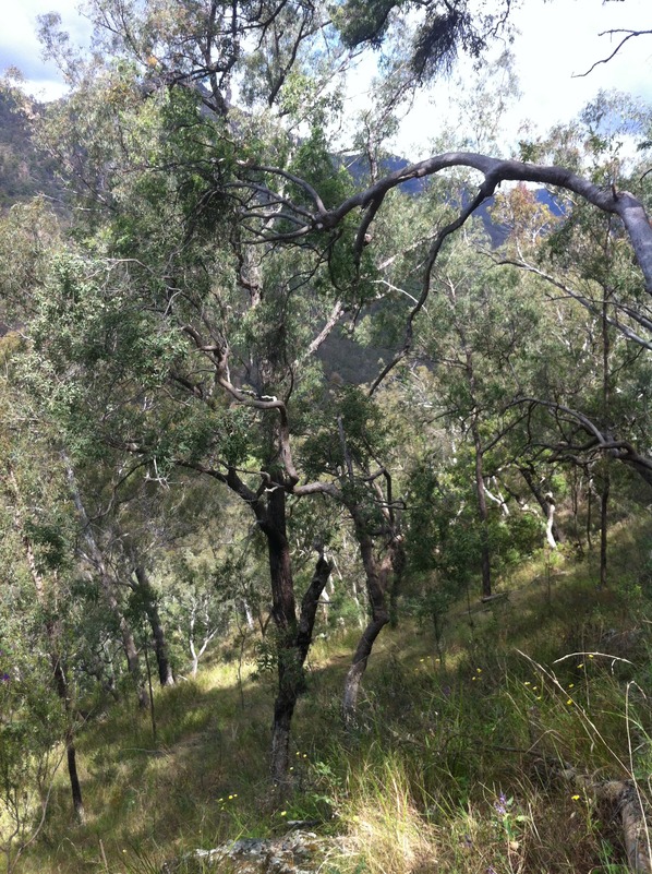 View facing South of the confluence point