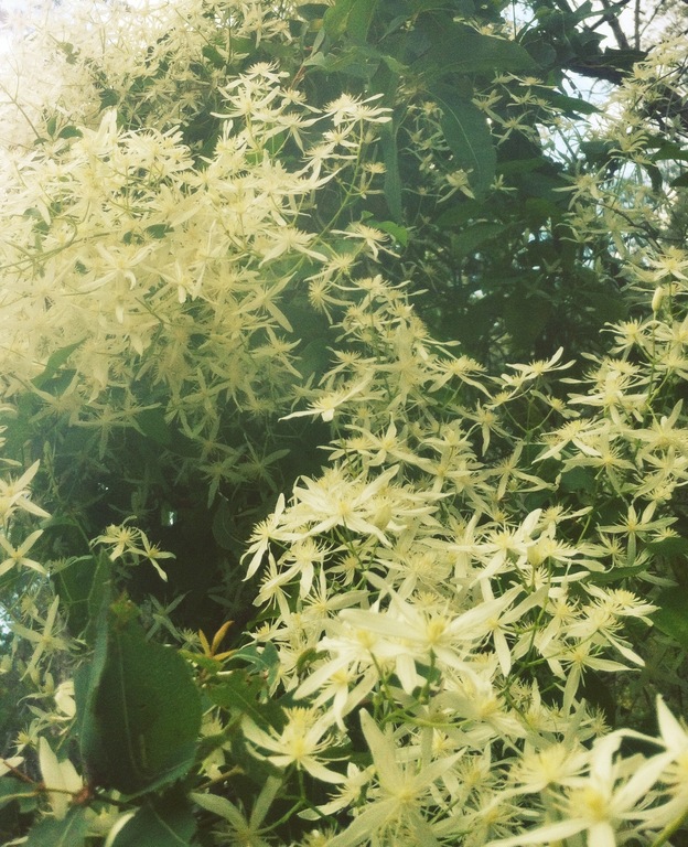 Wild clematis growing on the confluence slope