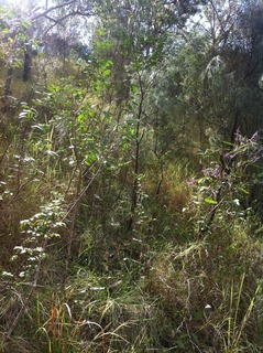 #1: View facing North of the confluence point