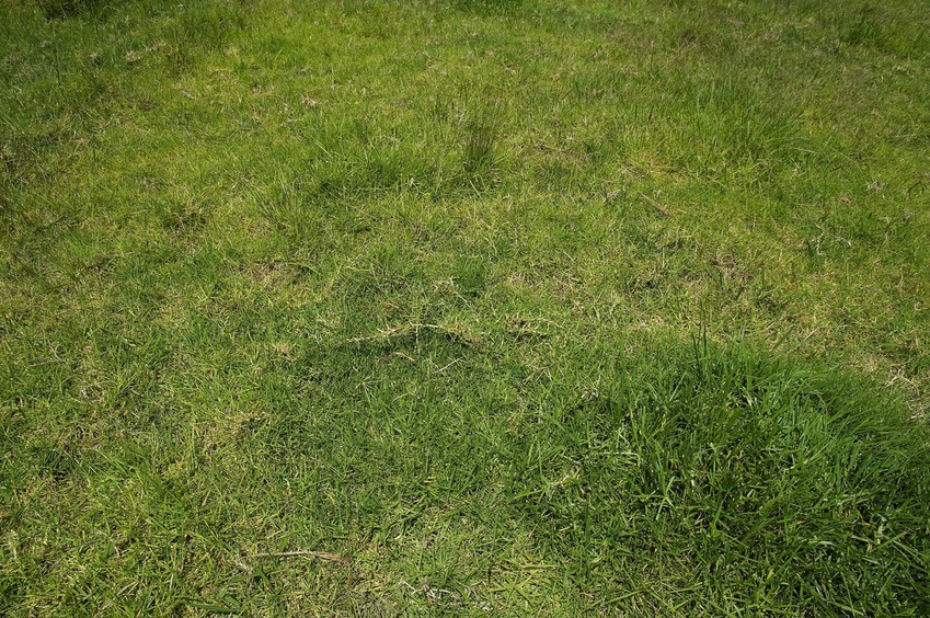 The confluence point lies in the middle of a paddock, in a dairy farm