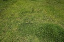 #6: The confluence point lies in the middle of a paddock, in a dairy farm