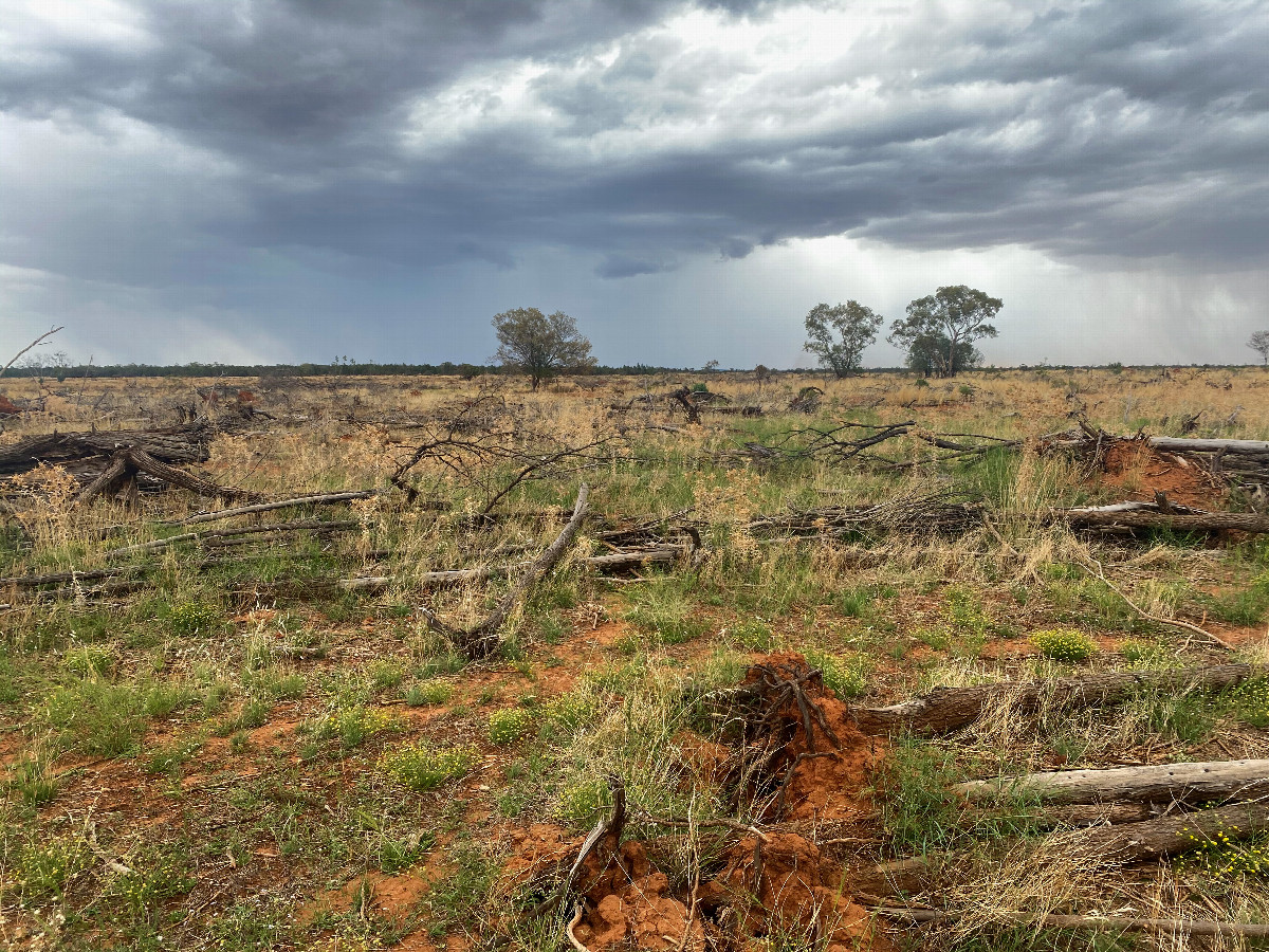 The confluence point lies within flat open ranch land, with several trees recently cleared.  (This is also a view to the West, towards an approaching rainstorm.)