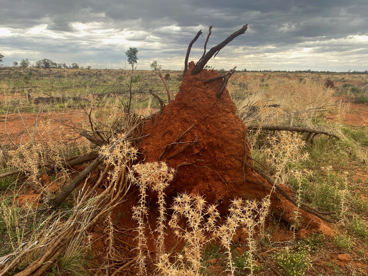 A typical scene near the Degree Confluence Point: An uprooted tree, with red soil, and thistles growing alongside