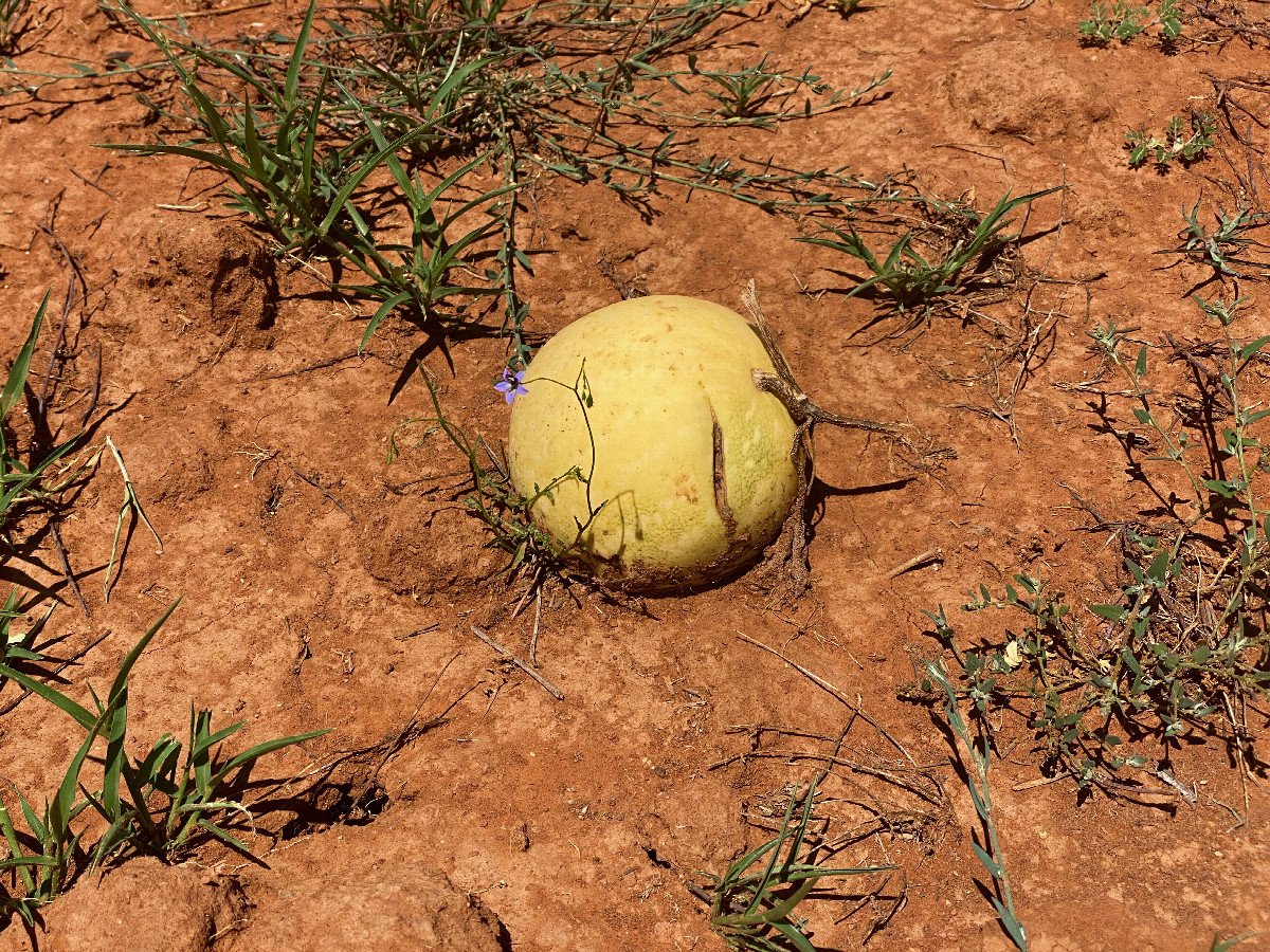 Several of these small melons (apparently the field’s former crop) were strewn around the field