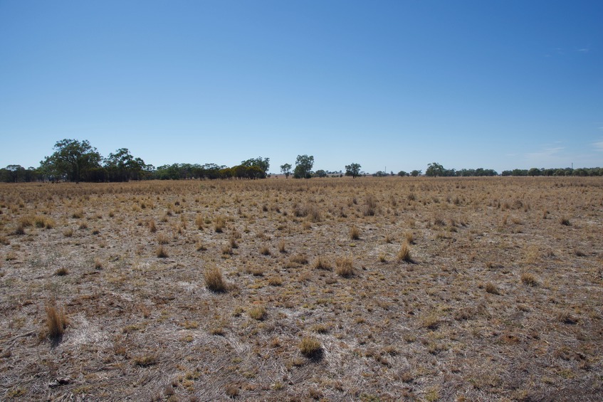 View East (towards Trangie-Collie Road, 540 m away)