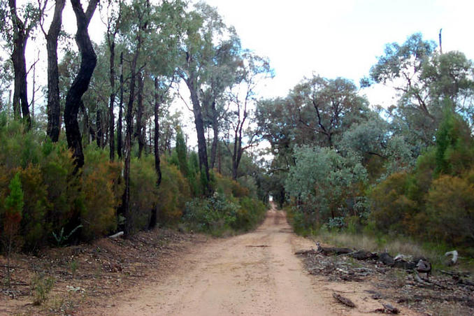 Mt Carl Road which leads to the confluence