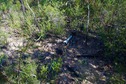 #5: The confluence point lies in a patch of scrub within the forest - with clear evidence of the bush fire more than 9 years earlier