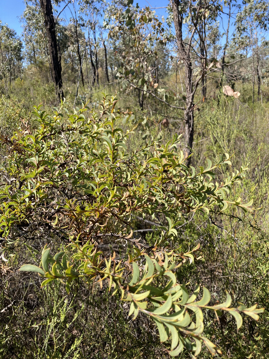 The anonymous but notorious prickly plant (please email me if you know the name)