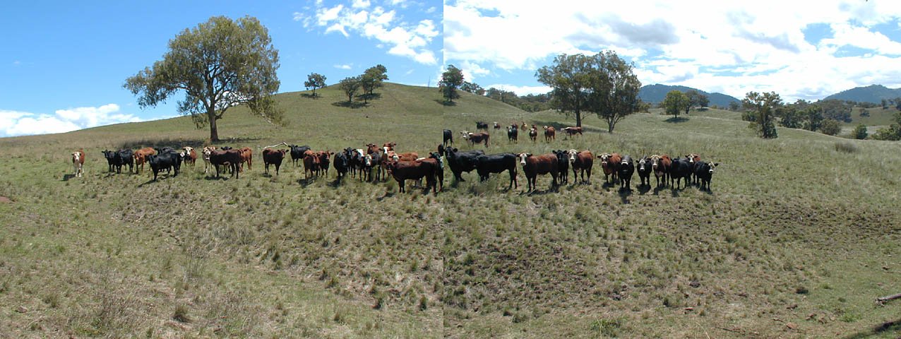 Moo. (Looking north-ish. Confluence is about 50m ahead)