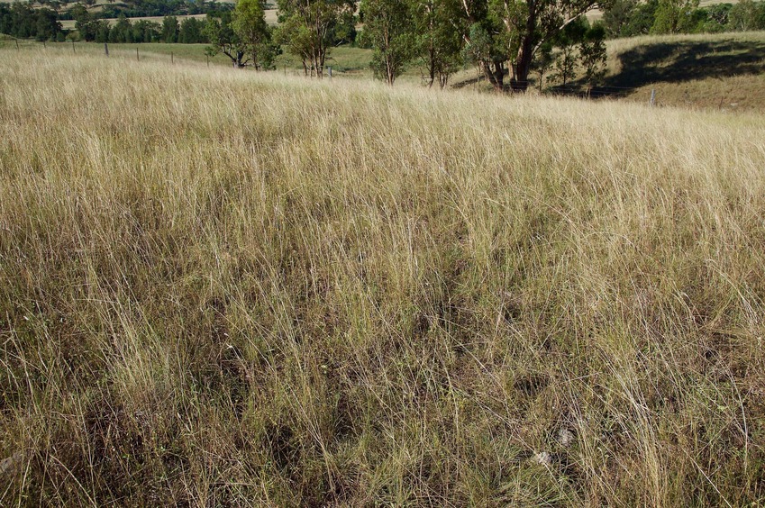 The confluence point lies in a grassy field in a dairy farm