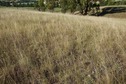 #5: The confluence point lies in a grassy field in a dairy farm