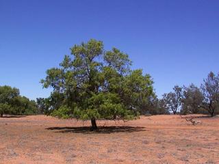 #1: Main view of the confluence tree