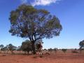 #8: A cow under a tree near the confluence