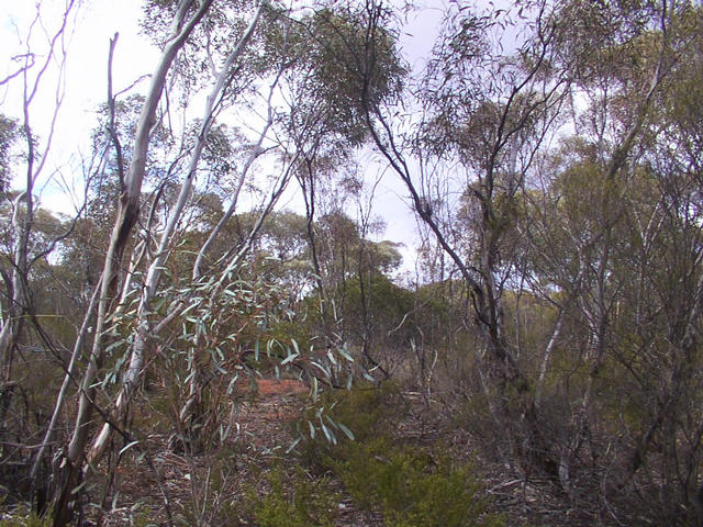 View from the confluence point