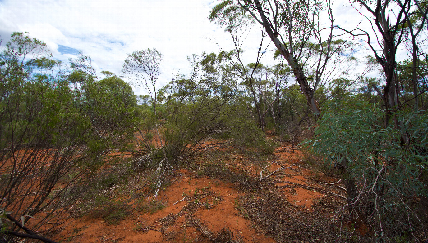The confluence point lies within a native bush reserve, next to a railway line.  (This is also a view to the West.)