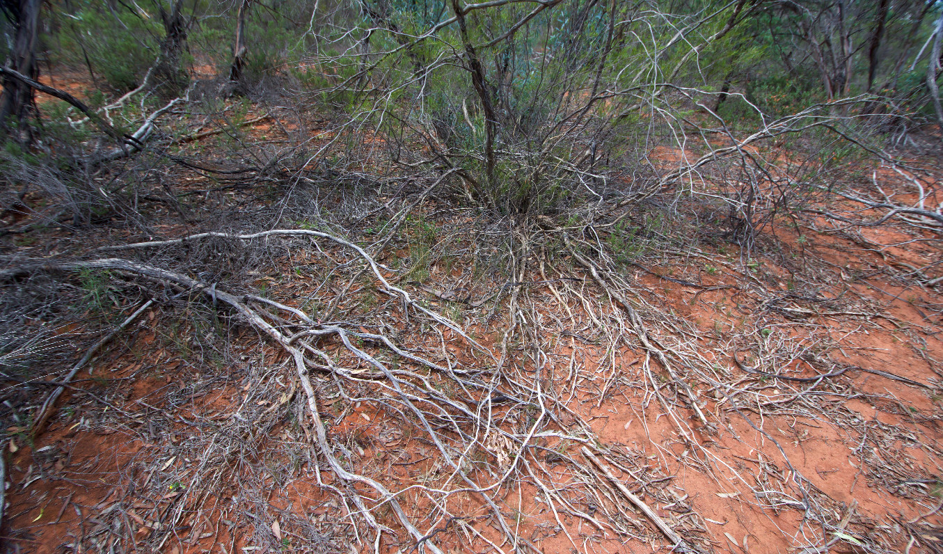 Ground cover at the confluence point