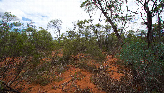 #1: The confluence point lies within a native bush reserve, next to a railway line.  (This is also a view to the West.)