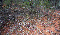 #5: Ground cover at the confluence point