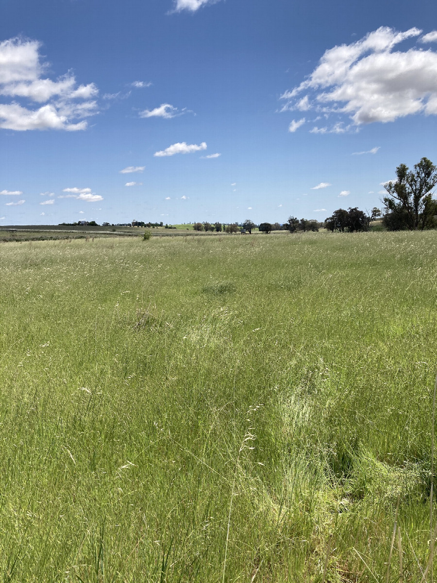 The general area at 33°S 149°E confluence