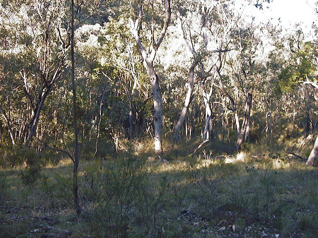 This Confluence is at a creek confluence - if it has rained !