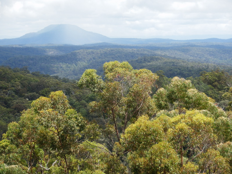 Mount Yengo
