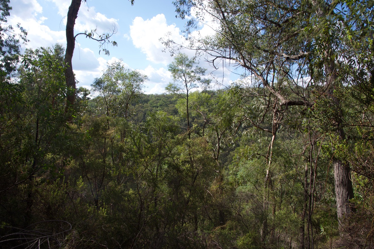 The confluence point lies on a North-facing slope.  (This is a view to the North, down the slope.)