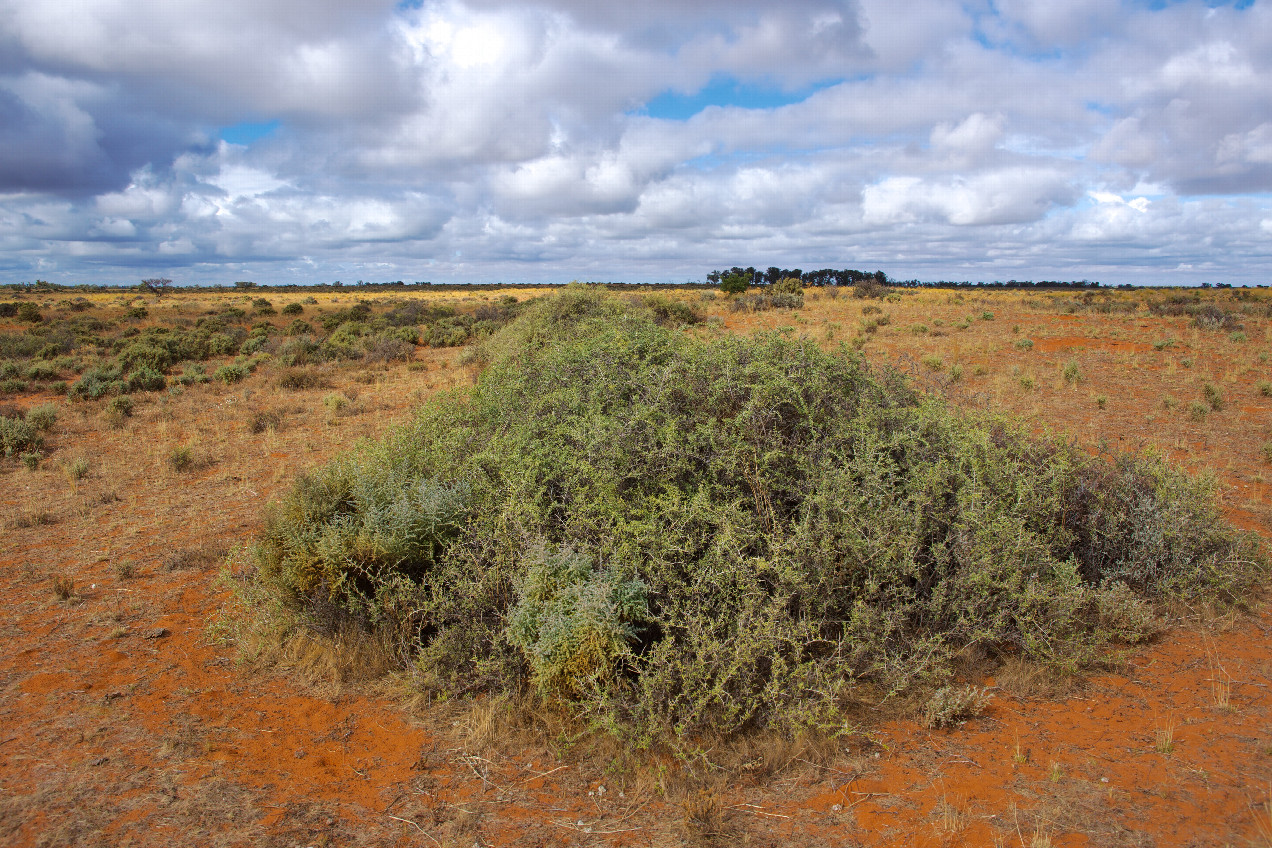 The confluence point lies in flat desert-like area.  (This is also a view to the South.)