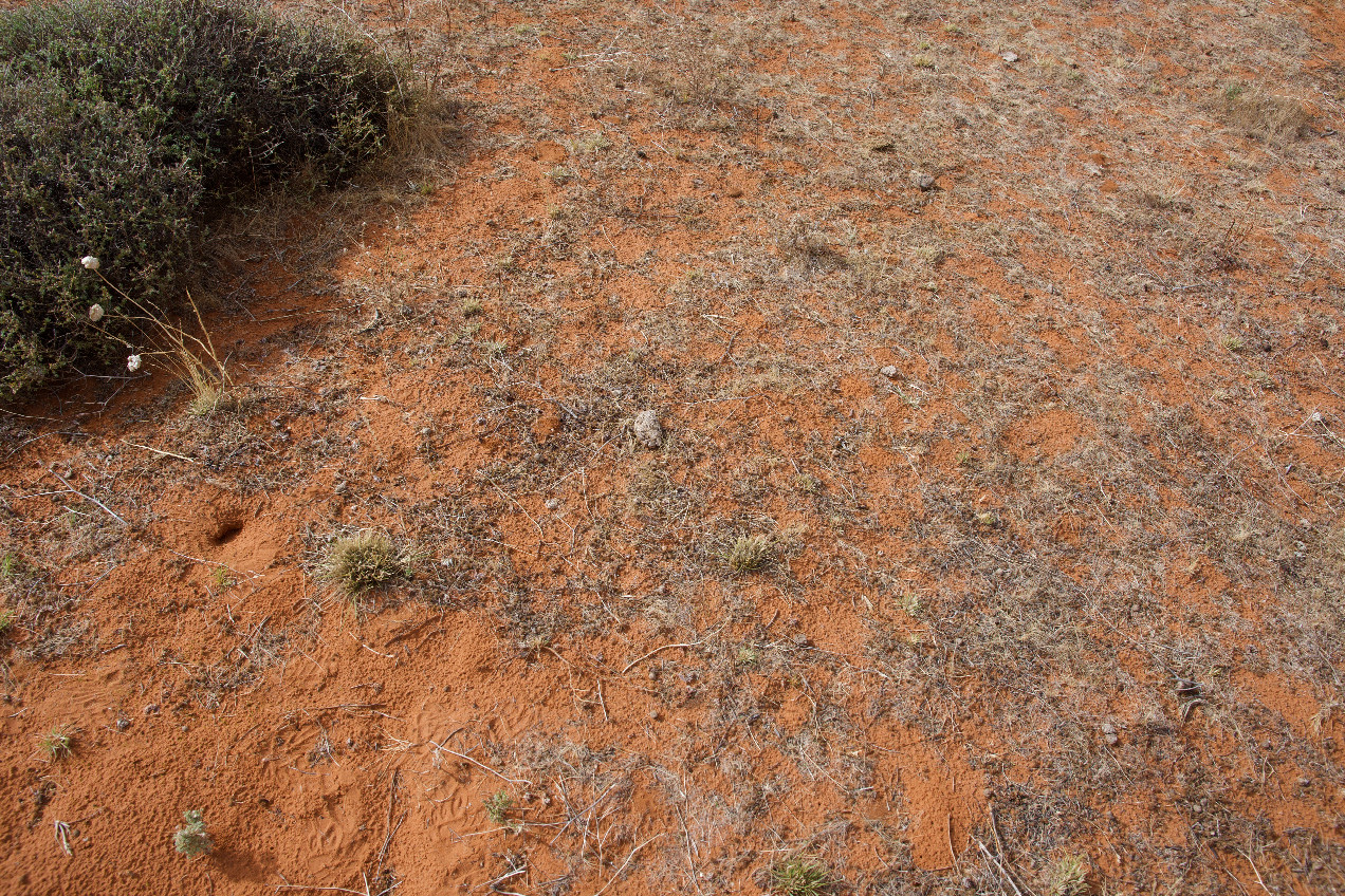 Ground cover at the confluence point