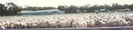 #8: Tupra Station Woolshed during busier times. This is a day's work (2,000 sheep)