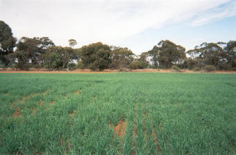 #1: View south from the confluence to the nearest road.