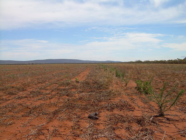 Main view with lizard in foreground