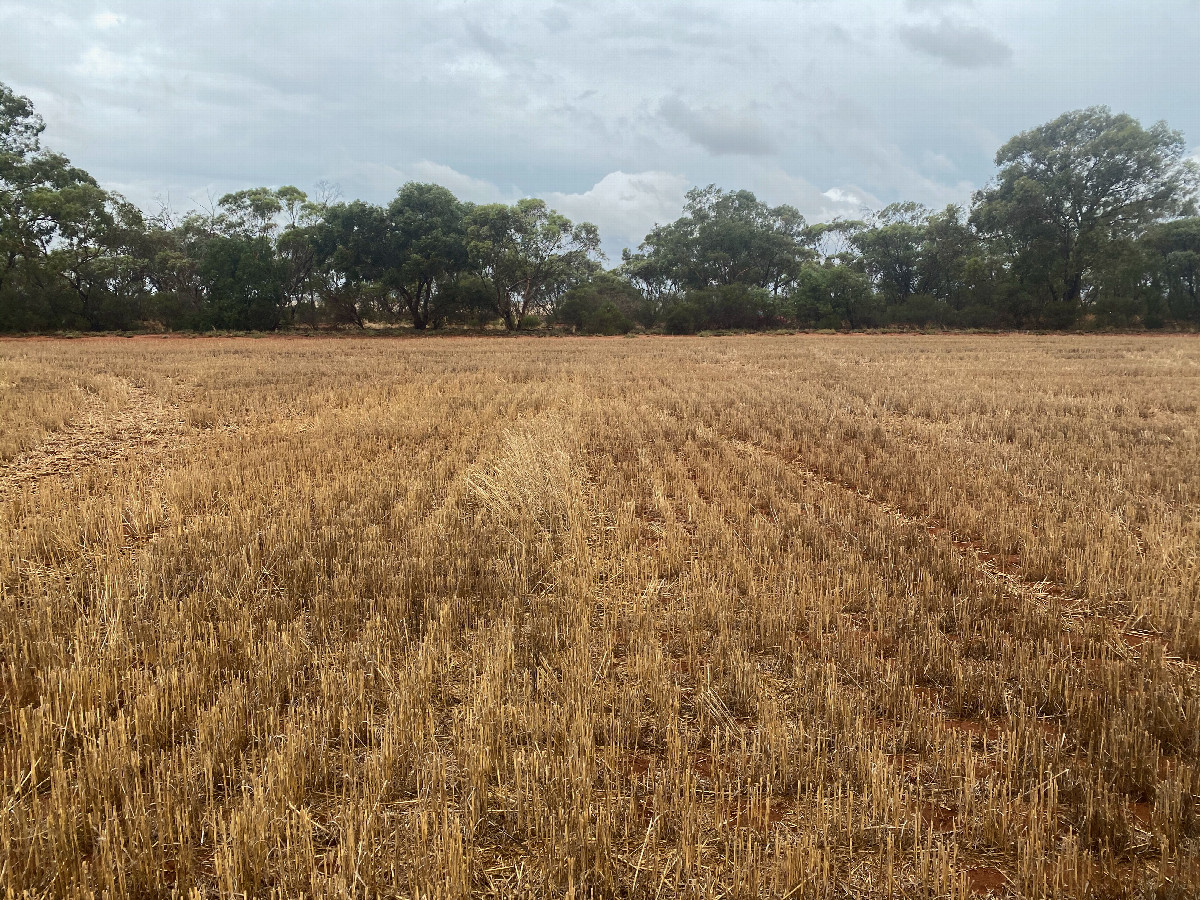 View South (towards Ryans Road, less than 70m away)