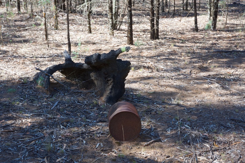 The confluence point lies in a clearing, marked by this rusted metal container, and a tree stump