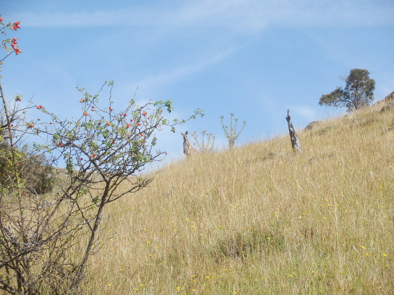 View to North-West with Kangaroo