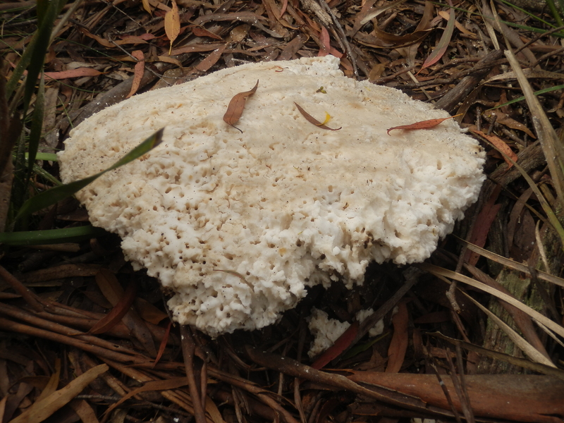 Gigantic Mushroom