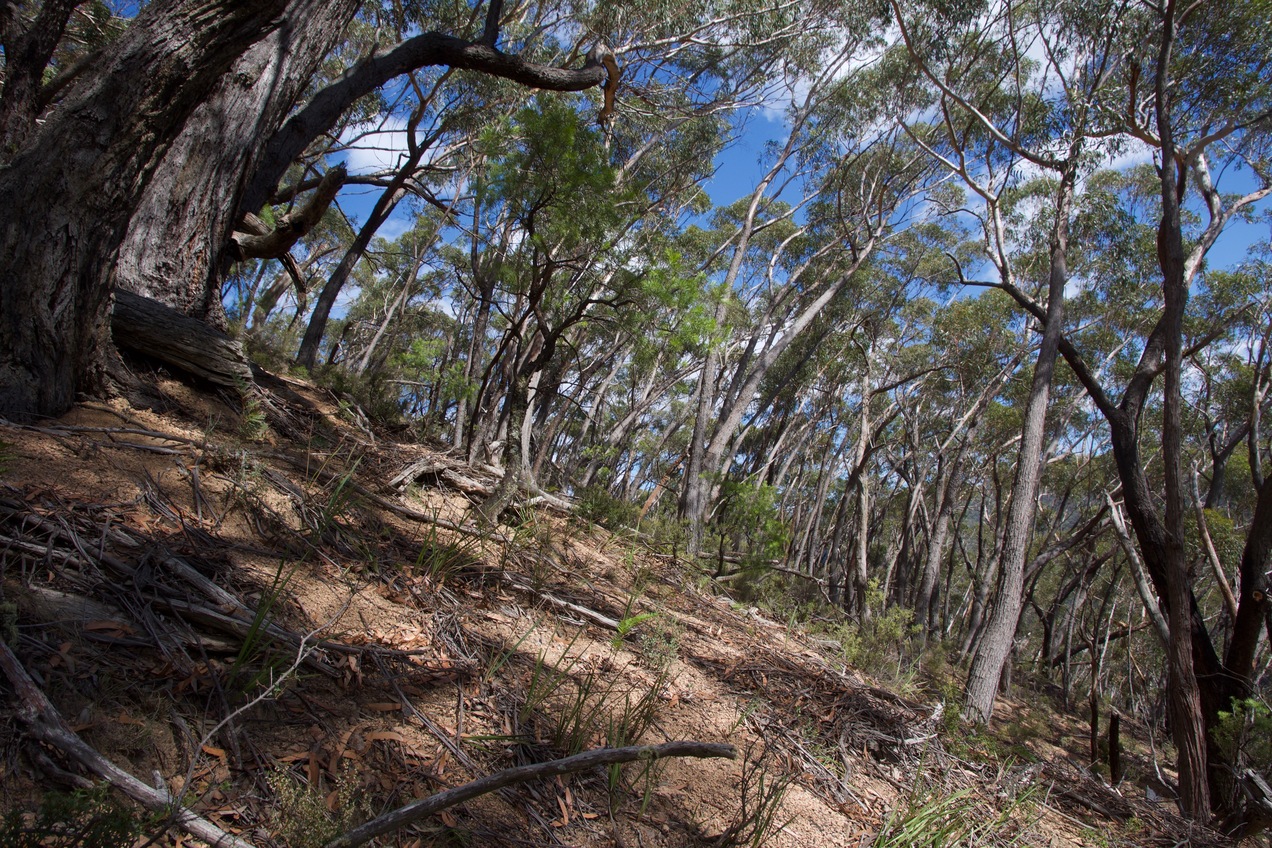 View South (across the steep slope)