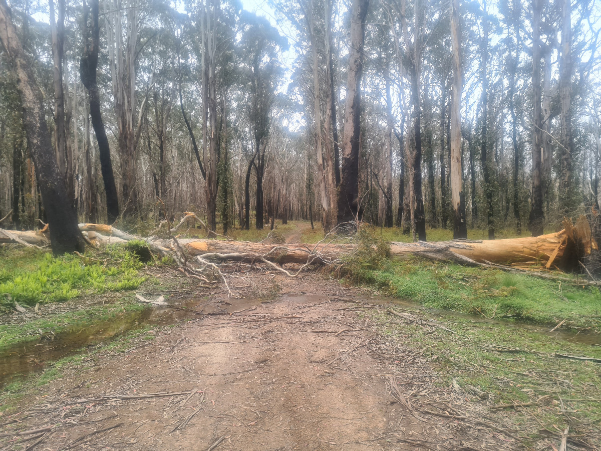 Tree that fell during the hike blocking the fire trail