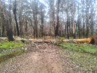 #8: Tree that fell during the hike blocking the fire trail