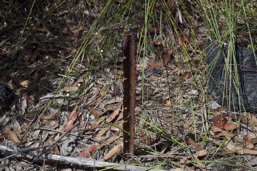 The confluence point lies in a patch of scrub, marked (apparently) by a rusting metal post.