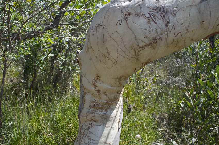 No, not a tattood leg, but a gum tree (near the confluence point) with interesting natural markings