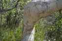 #9: No, not a tattood leg, but a gum tree (near the confluence point) with interesting natural markings