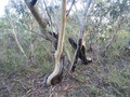 #9: Burnt Trees at the Confluence