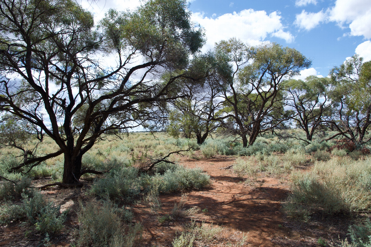 The confluence point in a grove of thinly-spaced trees.  (This is also a view to the North.)